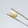 White Coral 10.23 Carat / 11.12 Ratti