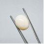 White Coral 9.51 Carat / 10.34 Ratti