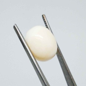 White Coral 9.51 Carat / 10.34 Ratti White Coral 9.51 Carat / 10.34 Ratti
